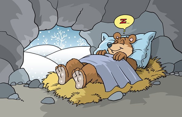 A hibernating bear
